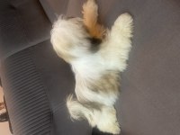 Shih tzu 4 aylık yavru