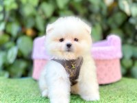 Orjinal Pomeranian Boo