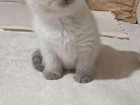Adana yavru scottish blue point dişi yavru kedimiz