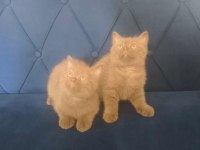 British shorthair nadir cins cinnamon