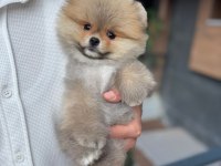 Pomeranian boo teddy face erkek yavrumuz