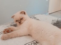 Scottish Fold Blue Point