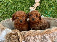 Irk ve sağlık garantili poodle
