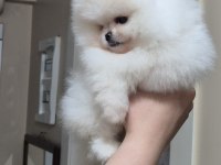 ÜST KALİTE TEACUP ORİJİNAL IRK POMERANİAN BOO (DİŞİ)