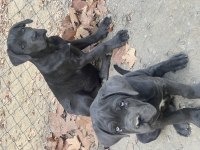 Cane corso yavrular