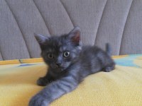 2 aylık British longhair