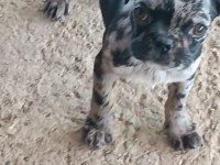 Egzotik Renk Merle Pug Mops Bebekler