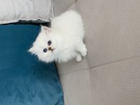 British longhair