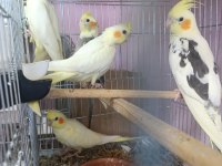 İzmir merkezde ele kola alışkın yavru papağanlar