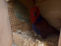 Belgeli konuşan yavru veren eclectus papağanı çift