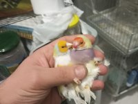 Goldian finch hazır takımlar