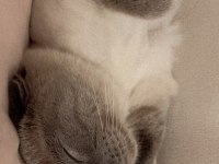 2 yaşında scottish fold