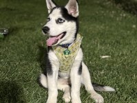 5 aylık husky