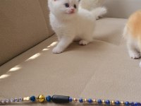 British longhair kaliteli yavrular