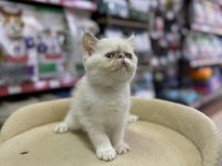 İRAN PERSİAN KEDİMİZ