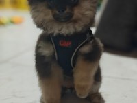 Safkan Pomeranian yavru