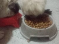 A KALİTE ALBİNO PEKİNEZ YAVRUSU