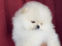 TEDDY TEACUP POMERANİAN YAVRULARIMIZ
