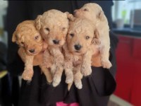 Apricot toy poodle