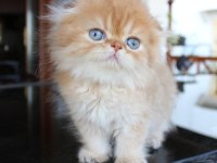 Safkan Şecereli Chocolate Golden Erkek Scottish Fold