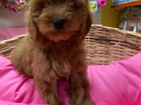 İSTANBUL KÖPEK ÇİFTLİĞİ GERÇEK COCKAPOO YAVRULAR