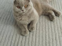 Kedimize Dişi Eş Aranıyor