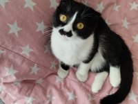 Scottish Fold Kedisi