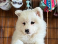 AYİ YAVRUSU BEMBEYAZ SAMOYED A KALİTE IRK
