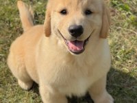 Evinizin neşesi golden bebişler her yere kapıda öde