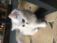 Silver Point 2 Aylık Dişi British Shorthair