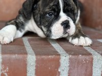 Harika anatomi ingiliz bulldog