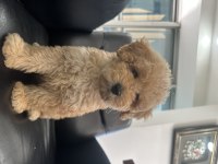 Dişi toy poodle yeni yuva arıyoruz