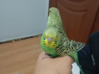 Jumbo ele alıştırmalık muhabbet kuşu