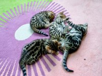 Saf kan bengal