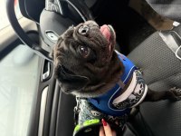 Yetişkin SİYAH PUG