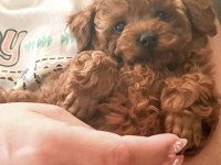Toy Poodle Cinsi Yavru