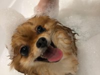 Yakışıklı pomeranian oğlum yeni ailesini arıyor