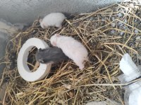 Hamster Yavruları Sahiplendirme