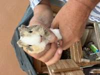 Sağlıklı Guinea Pig Yavrular