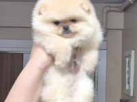 ÜST KALİTE TEACUP ORİJİNAL IRK ERKEK POMERANİAN