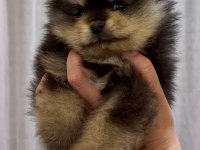 POMERANİAN BOO