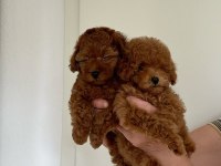 Toy Poodle Yavrular