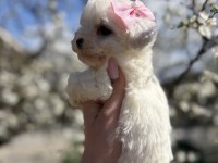 Kar topu beyaz bichon frise bebekler