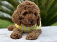 KIVIRCIK TOY POODLE DÜNYASI