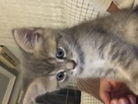 British shorthair 2 aylık erkek