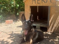Belçika malinois 4 aylık dişi