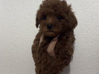 2 ADET ERKEK TOY POODLE 55 GÜNLÜK