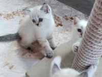 2 DİŞİ VE 1 ERKEK BRİTİSH SHORTHAİR YAVRULAR