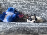 KG GARANTİLİ TEACUP CHİHUAHUA ERKEK