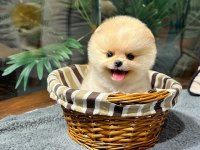 Sevimli Minik Pomeranian Dostlarımızı Görmek İster Misiniz?